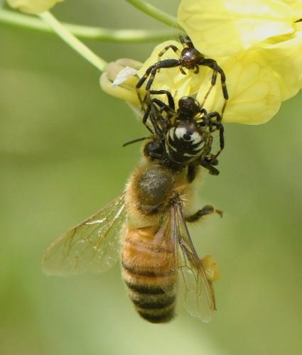 Réf. 229 240 : Synema globosum